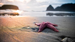beaches-starfish-sea-star-sand-wide-hd-wallpaper
