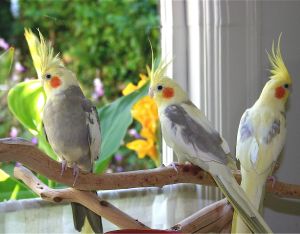 beautiful-three-cockatiel-birds-wallpapers-best-desktop-background-widescreen-hd-wallpapers-of-cockatiel-bird-free-download
