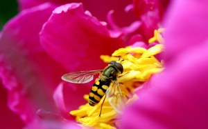 bee-picking-up-nectar-pink-flower-wide-hd-wallpaper