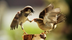 Bird-Fighting-HD-Animal-Wallpaper