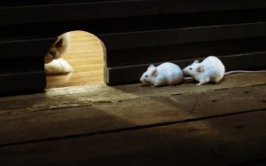 cat-chasing-white-mice-hole-wall-wide-hd-wallpaper