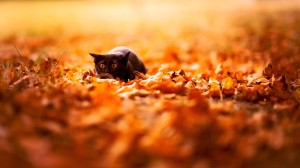 cat-sitting-prowl-autumn-leaves-wide-hd-wallpaper