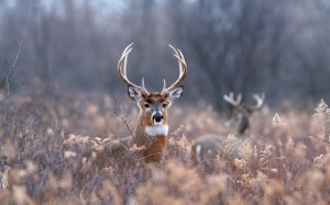 deers-field-autumn-wide-hd-wallpaper