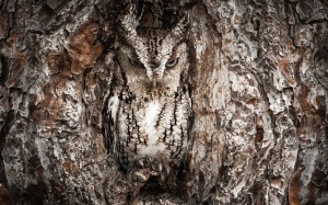 disguised-owl-tree-wide-hd-wallpaper