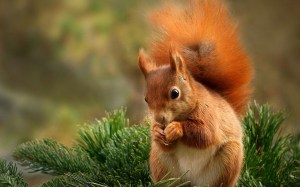 eating-squirrel-something-tree-branch-wide-hd-wallpaper