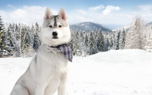 husky-with-scarf-collar-snow-forest-wide-hd-wallpaper