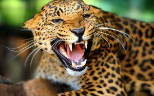 jaguar-defending-prey-sharp-teeth-wide-hd-wallpaper