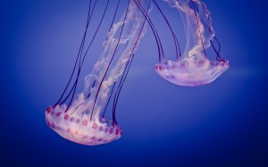 jellyfish-gelatinous-umbrella-shaped-bell-trailing-tentacles-wide-hd-wallpaper