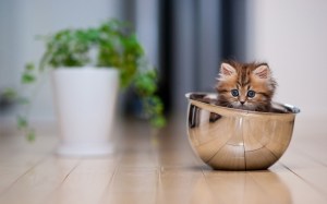 kitten-in-bowl-kitchen-wide-hd-wallpaper