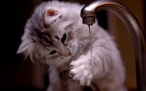 kitten-playing-with-tap-water-wide-hd-wallpaper
