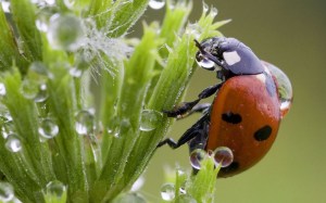 ladybird-on-dandelion-dew-drops-wide-hd-wallpaper