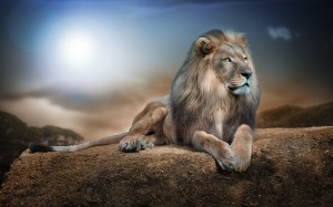 lion-watching-over-the-domain-wide-hd-wallpaper