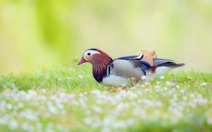 mandarin-duck-bird-field-grass-flowers-hd-wallpaper