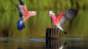 pink-colorful-parrots-flight-stump-lake-wide-hd-wallpaper