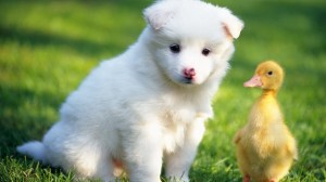 puppy-and-duckling-friends-on-grass-wide-hd-wallpaper