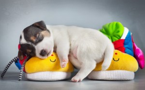 puppy-sleeping-slippers-wide-hd-wallpaper