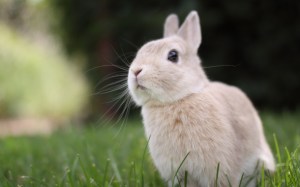 rabbit-in-the-green-grass-brown-wide-hd-wallpaper