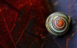 snail-on-red-leaf-wide-hd-wallpaper