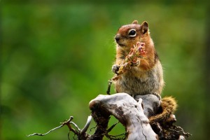 squirrel-on-branch-food-hand-wide-hd-wallpaper