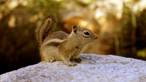 squirrel-on-rock-forest-wide-hd-wallpaper