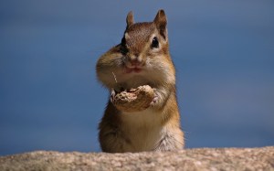 squirrel-with-half-peanut-mouth-wide-hd-wallpaper