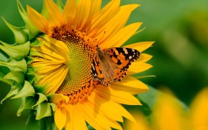 sunflower-colorful-butterfly-picking-nectar-wide-hd-wallpaper