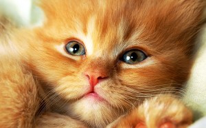 sweet-reddish-kitty-lying-on-back-wide-hd-wallpaper