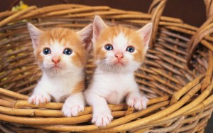two-kittens-basket-weaved-wicker-wide-hd-wallpaper