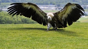 vulture-spreading-wing-top-hill-wide-hd-wallpaper